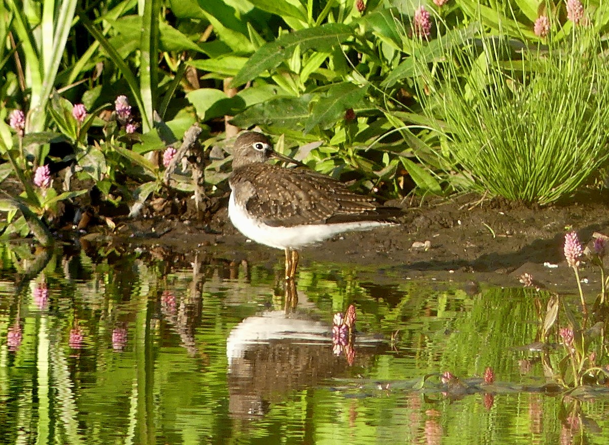 Solitary Sandpiper - ML365639631