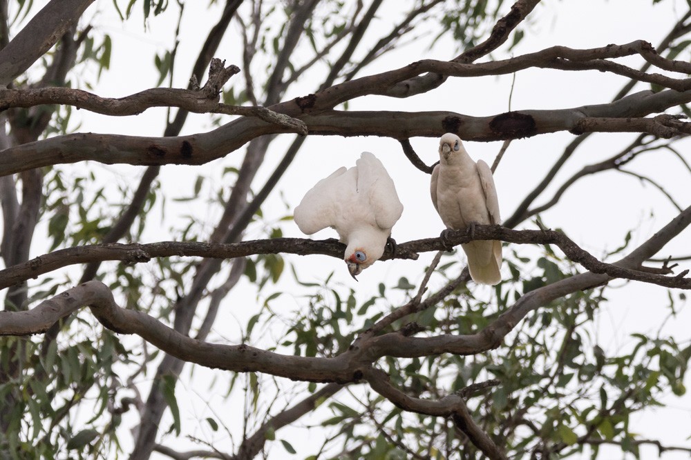 Long-billed Corella - ML36563991