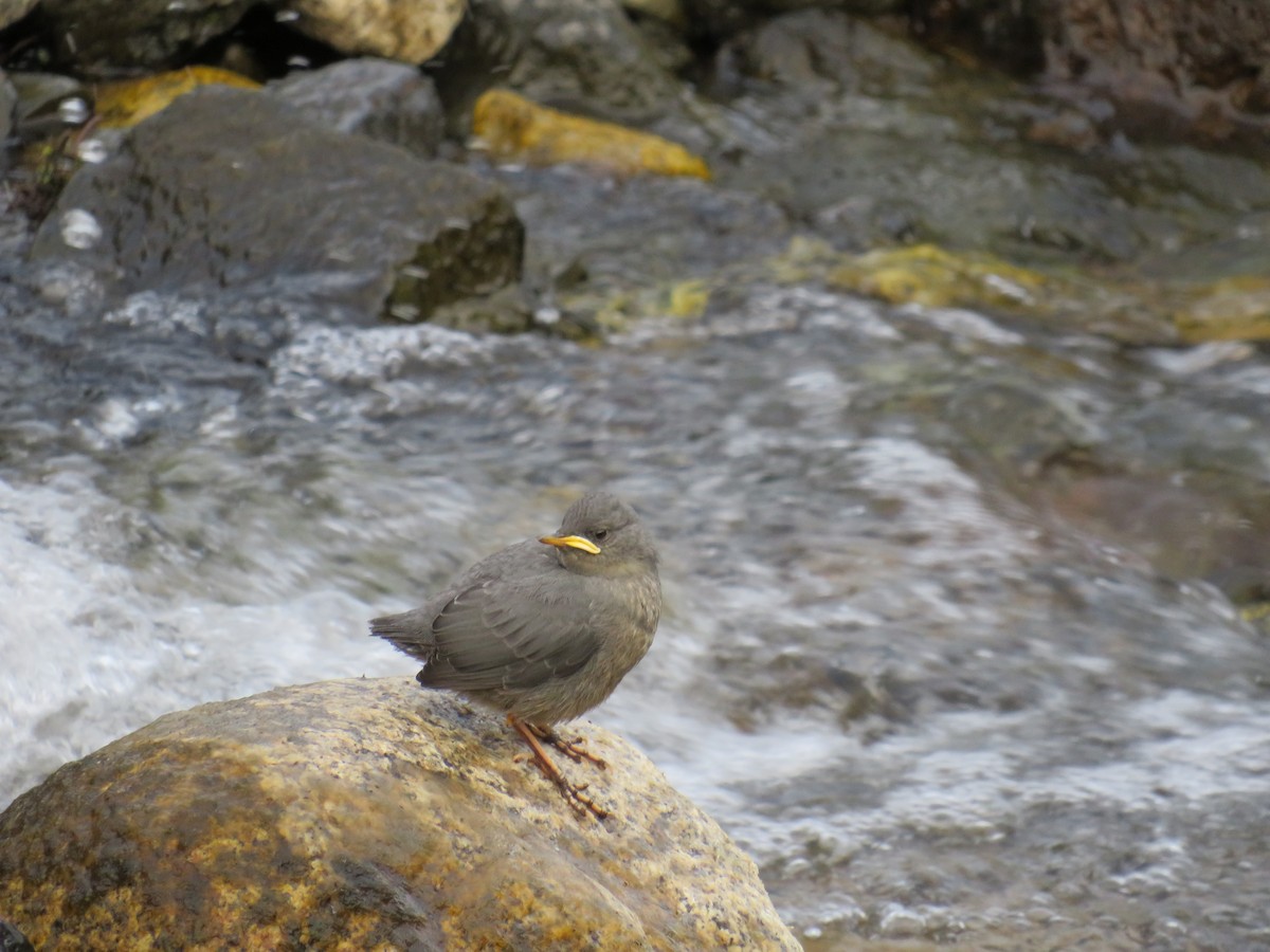 Amerika Derekuşu - ML365639931