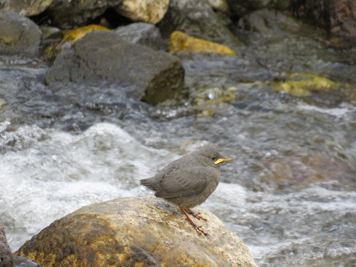 Amerika Derekuşu - ML365639941