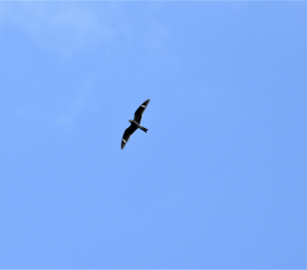 Common Nighthawk - ML365640031