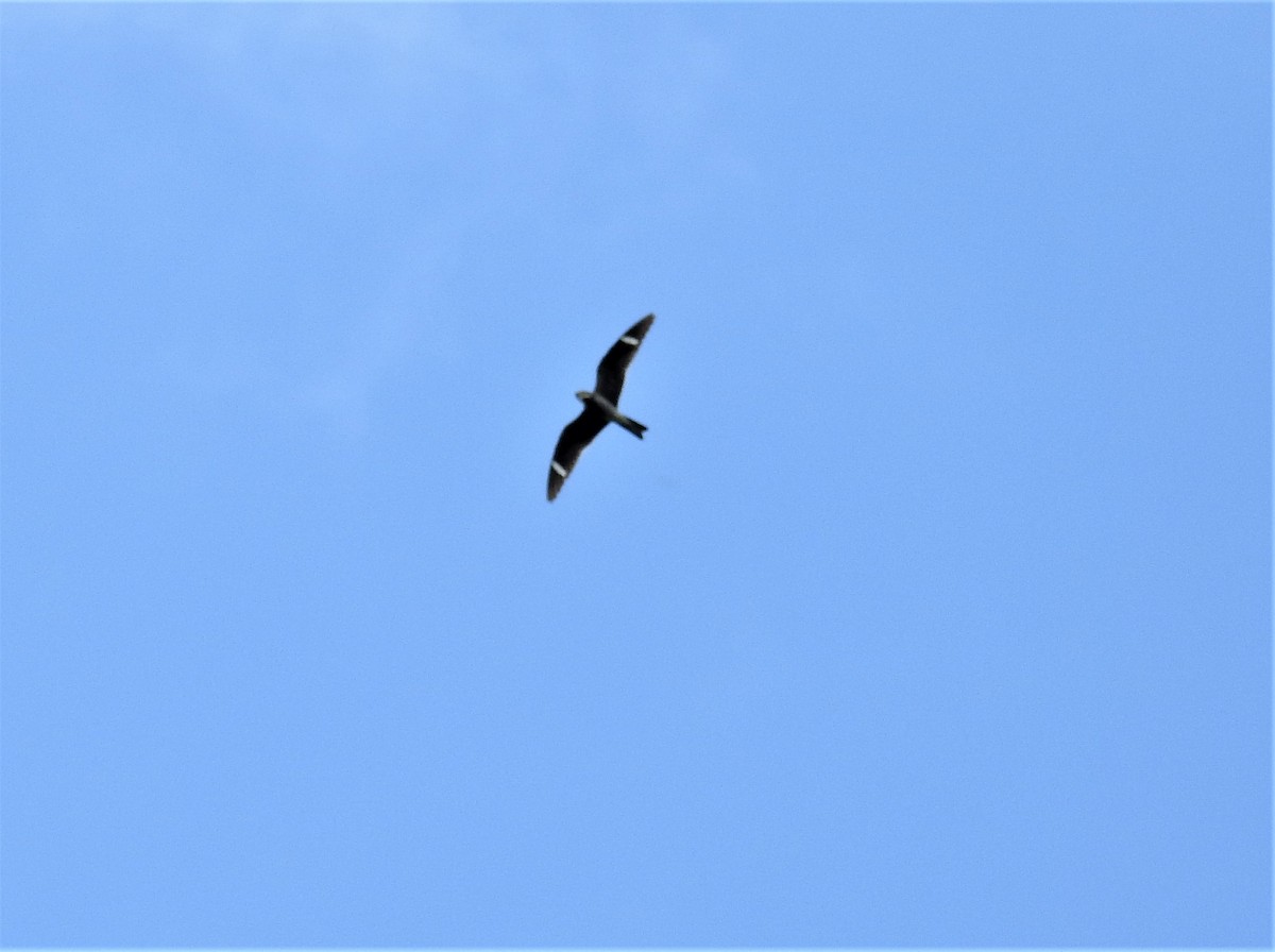 Common Nighthawk - ML365640041