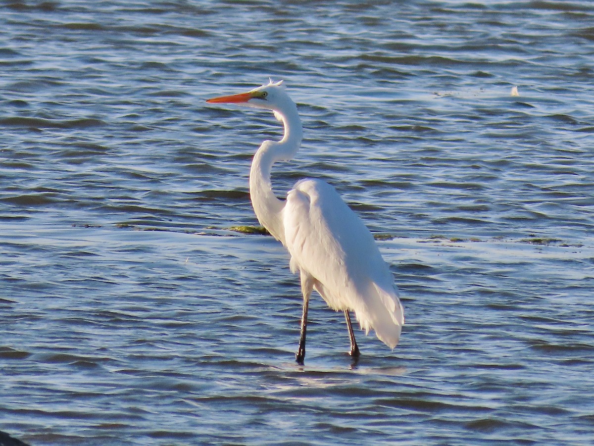 Great Egret - ML365640241