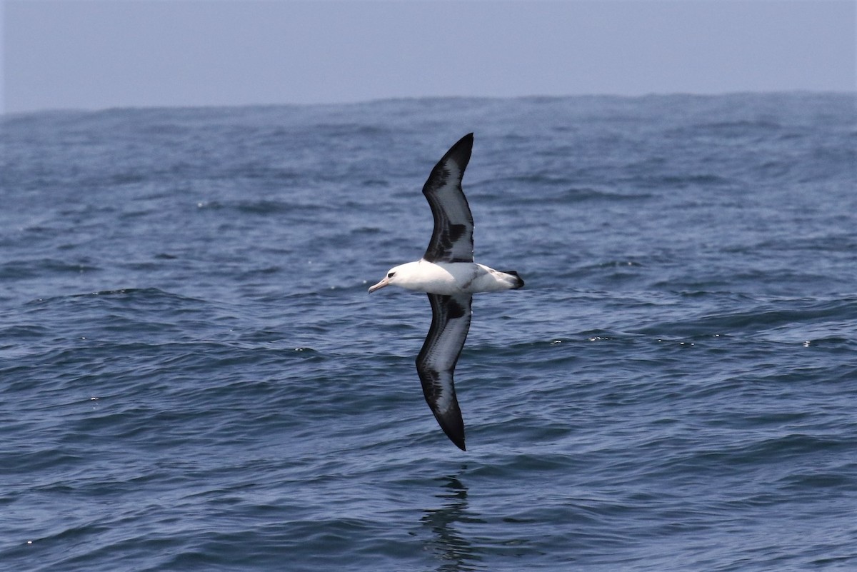Laysan Albatross - 🦉Max Malmquist🦉