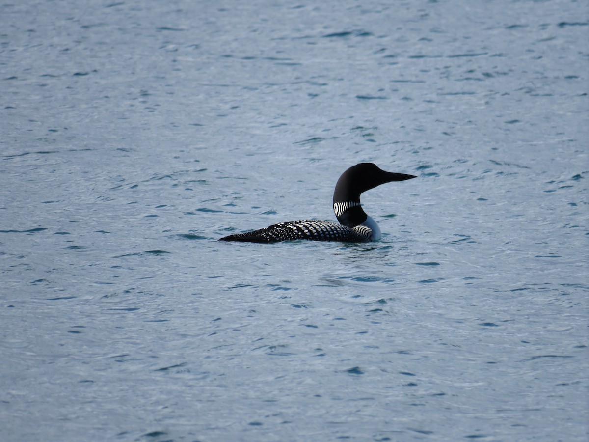 Buz Dalgıcı - ML365641501