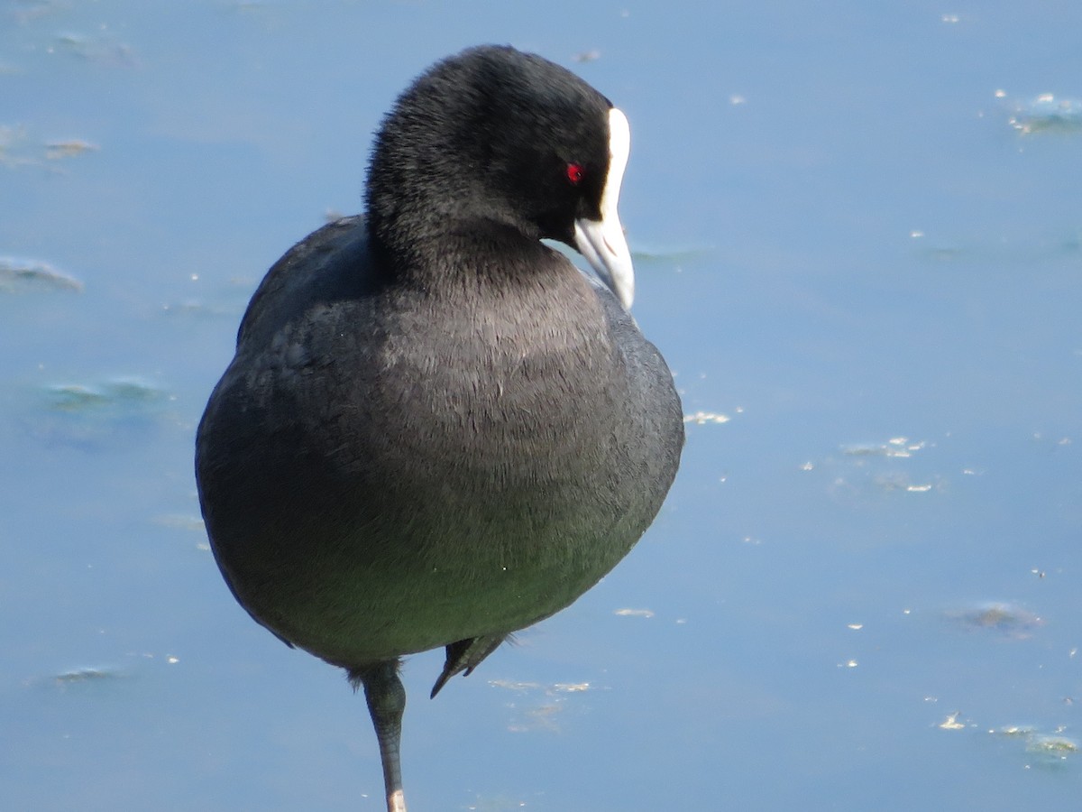 Eurasian Coot - ML365641611