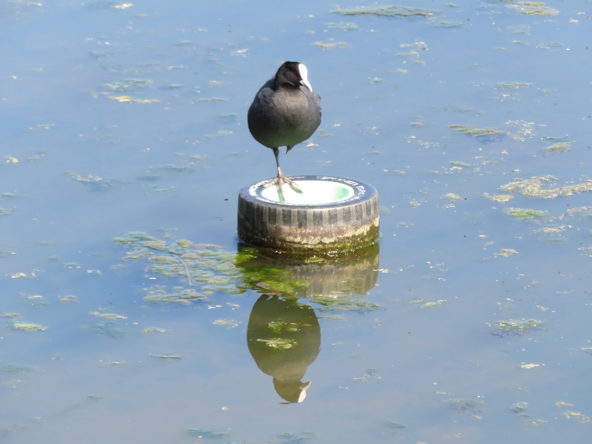 Eurasian Coot - Christine D