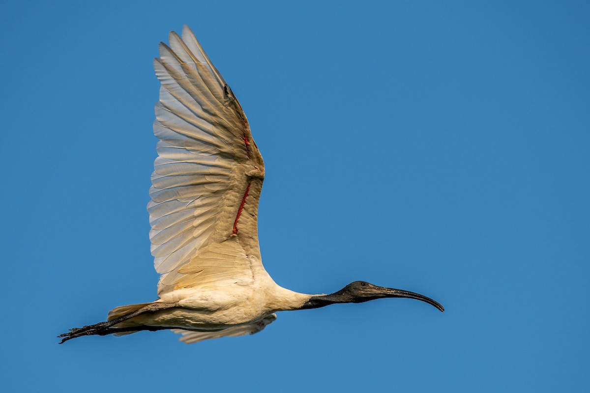 ibis černohlavý - ML365641741
