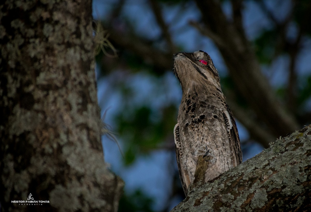 Common Potoo - Néstor Fabián  Tomás