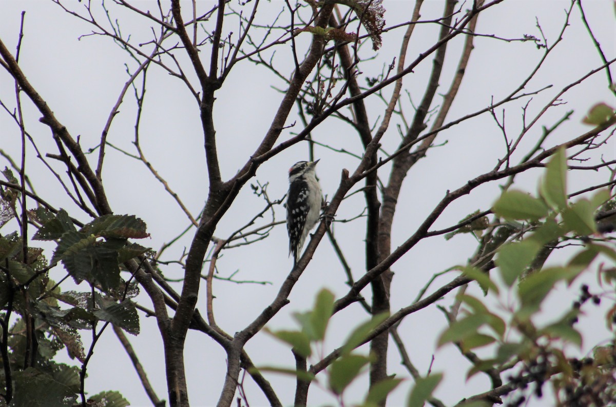 Downy Woodpecker - ML365642151