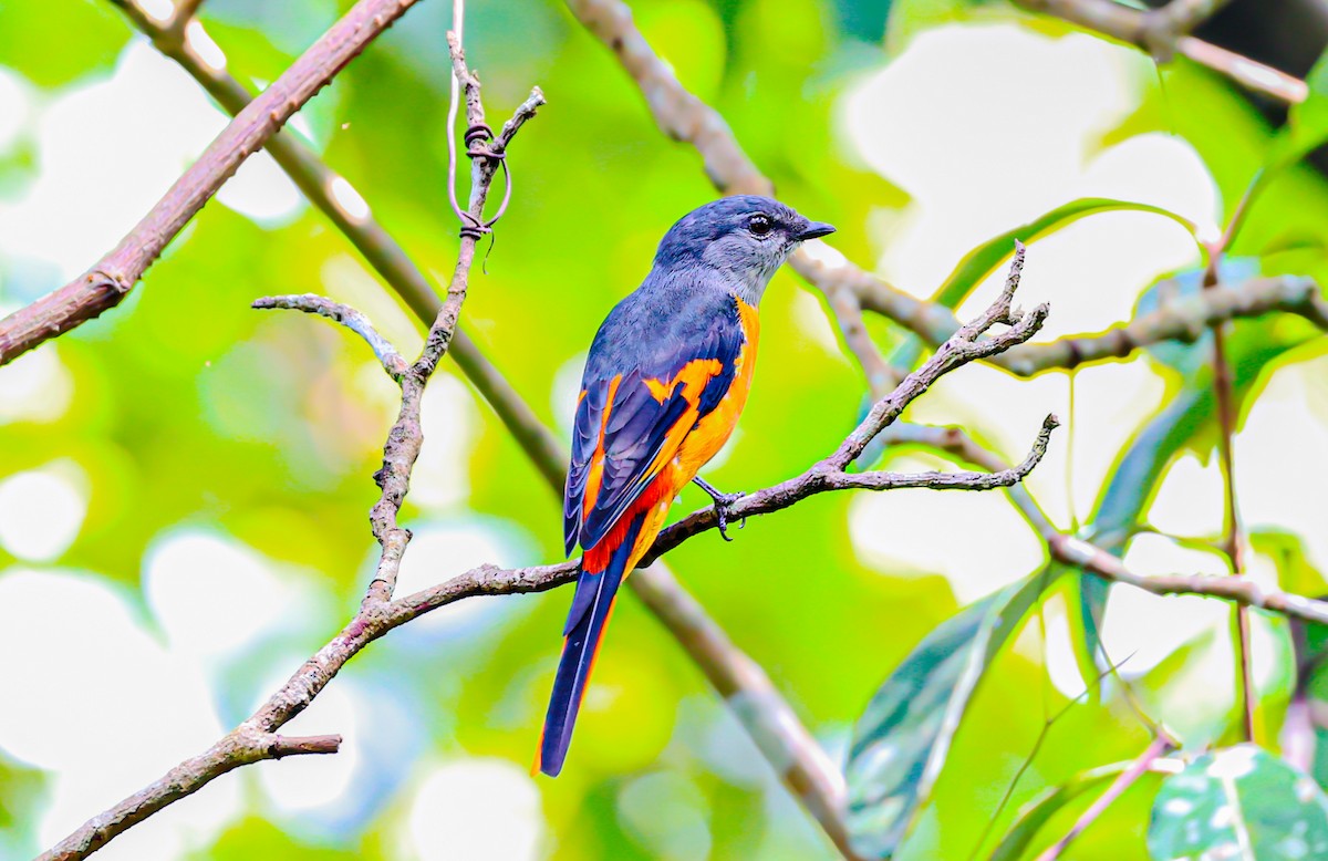 Gray-chinned Minivet - Akshat K