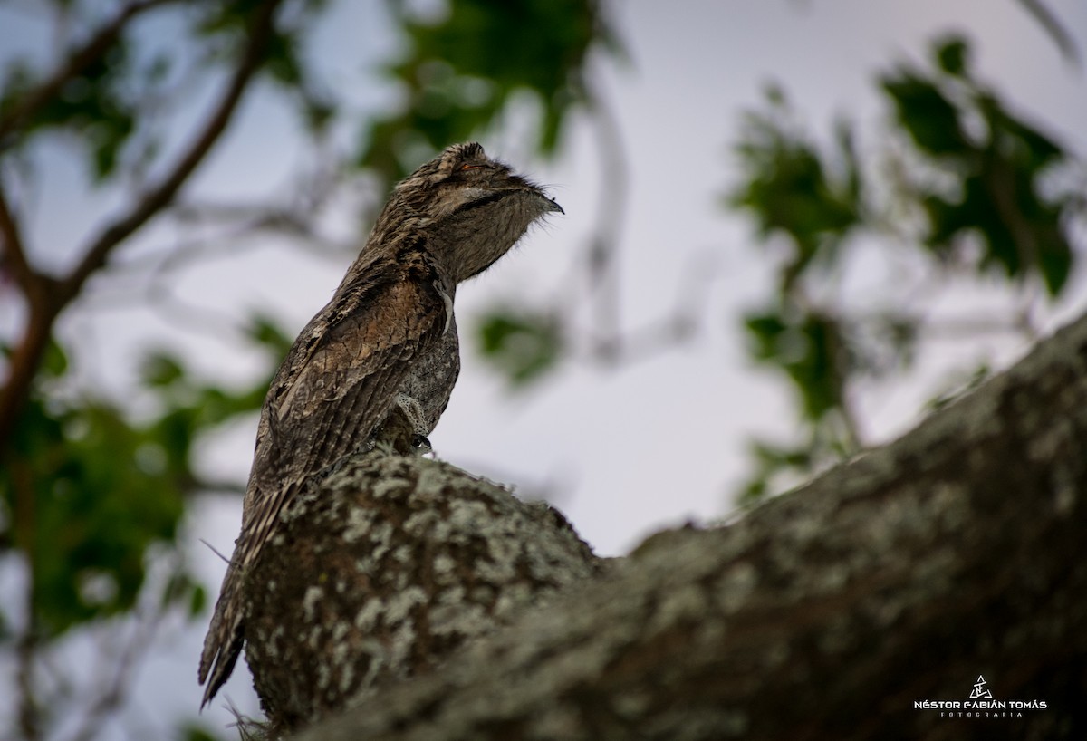 Common Potoo - Néstor Fabián  Tomás