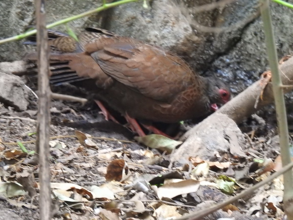 Red Spurfowl - KARTHIKEYAN R