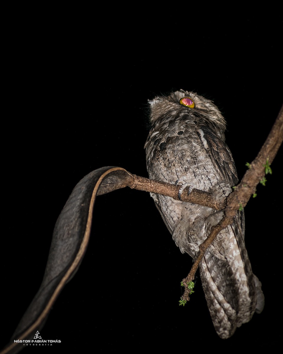 Common Potoo - Néstor Fabián  Tomás