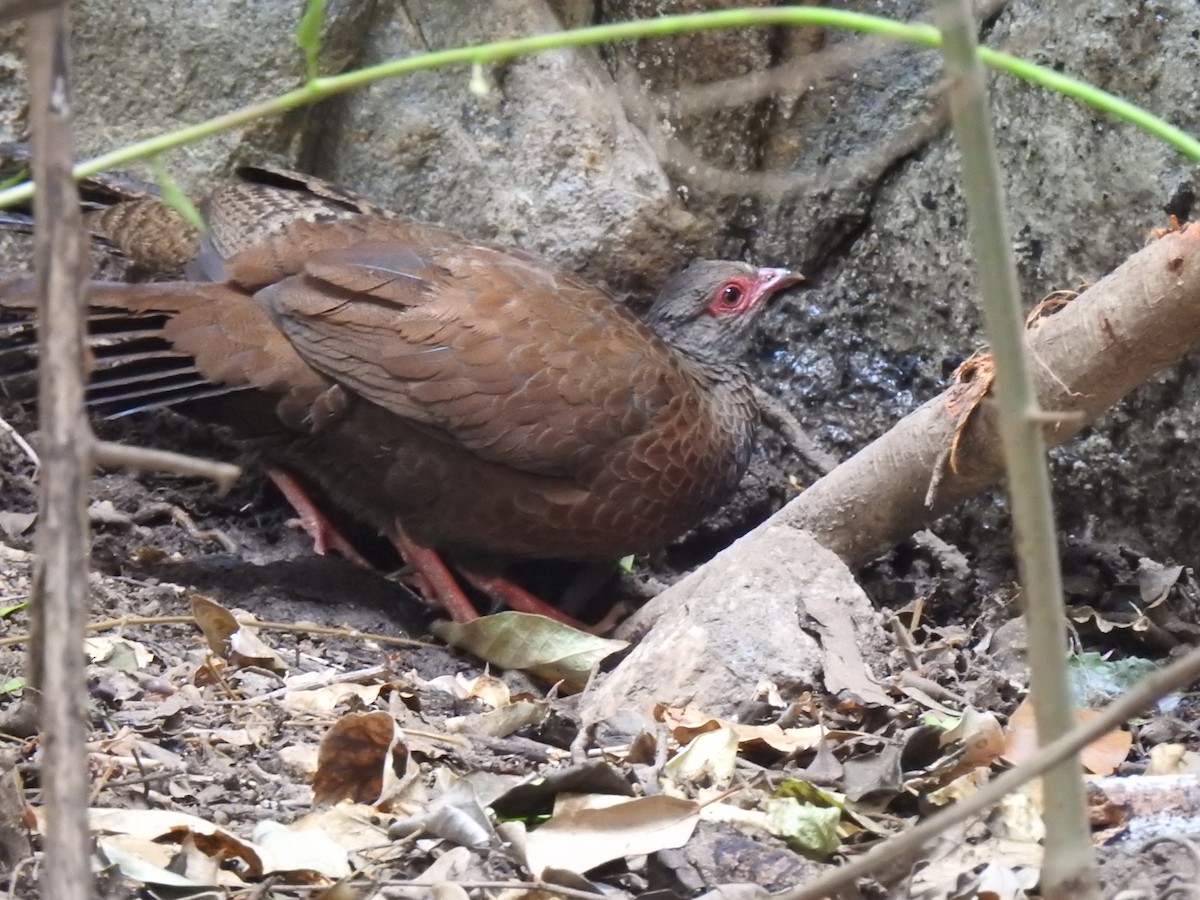 Red Spurfowl - KARTHIKEYAN R