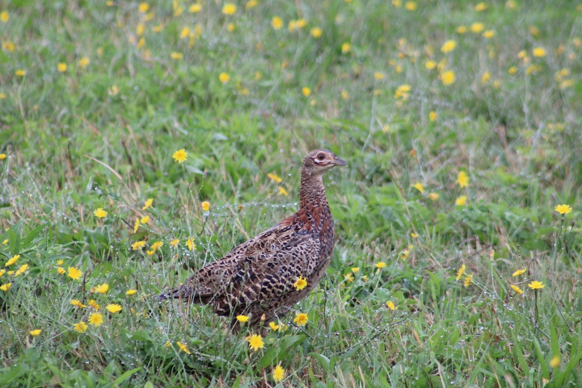 Ring-necked Pheasant - ML365642381