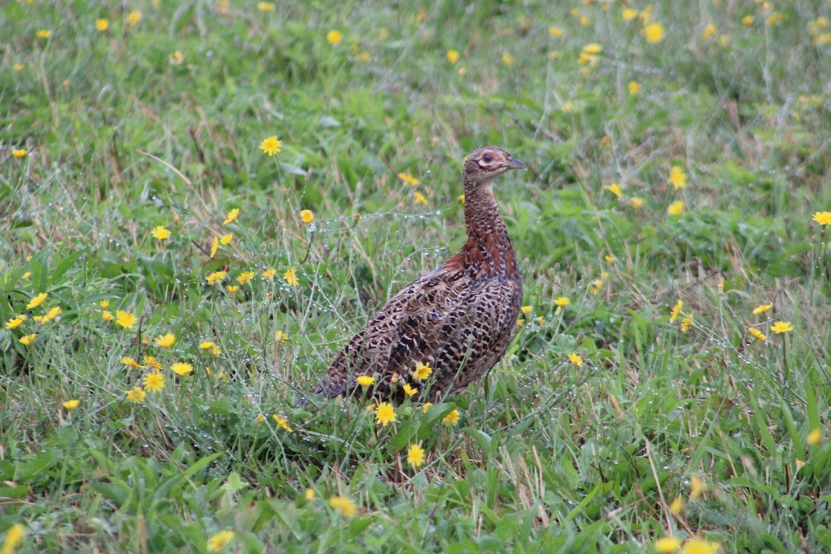 Ring-necked Pheasant - ML365642401