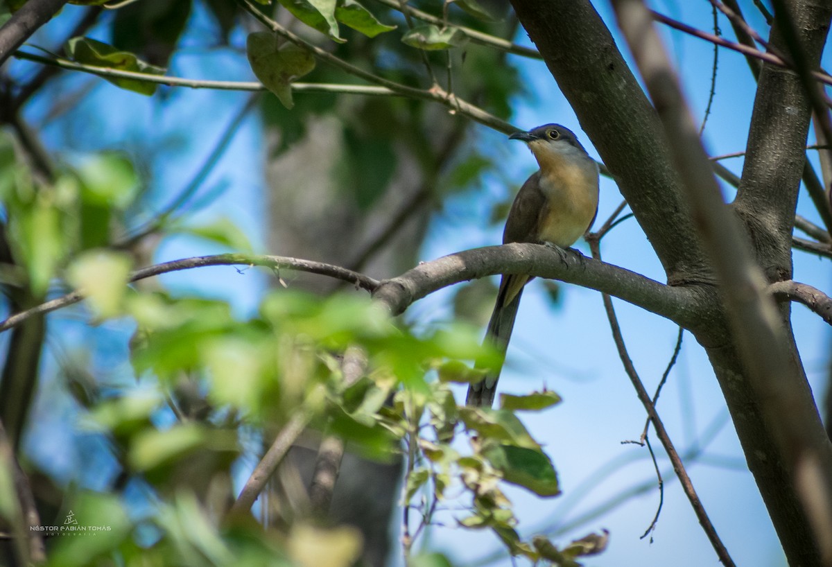 Dark-billed Cuckoo - ML365643951