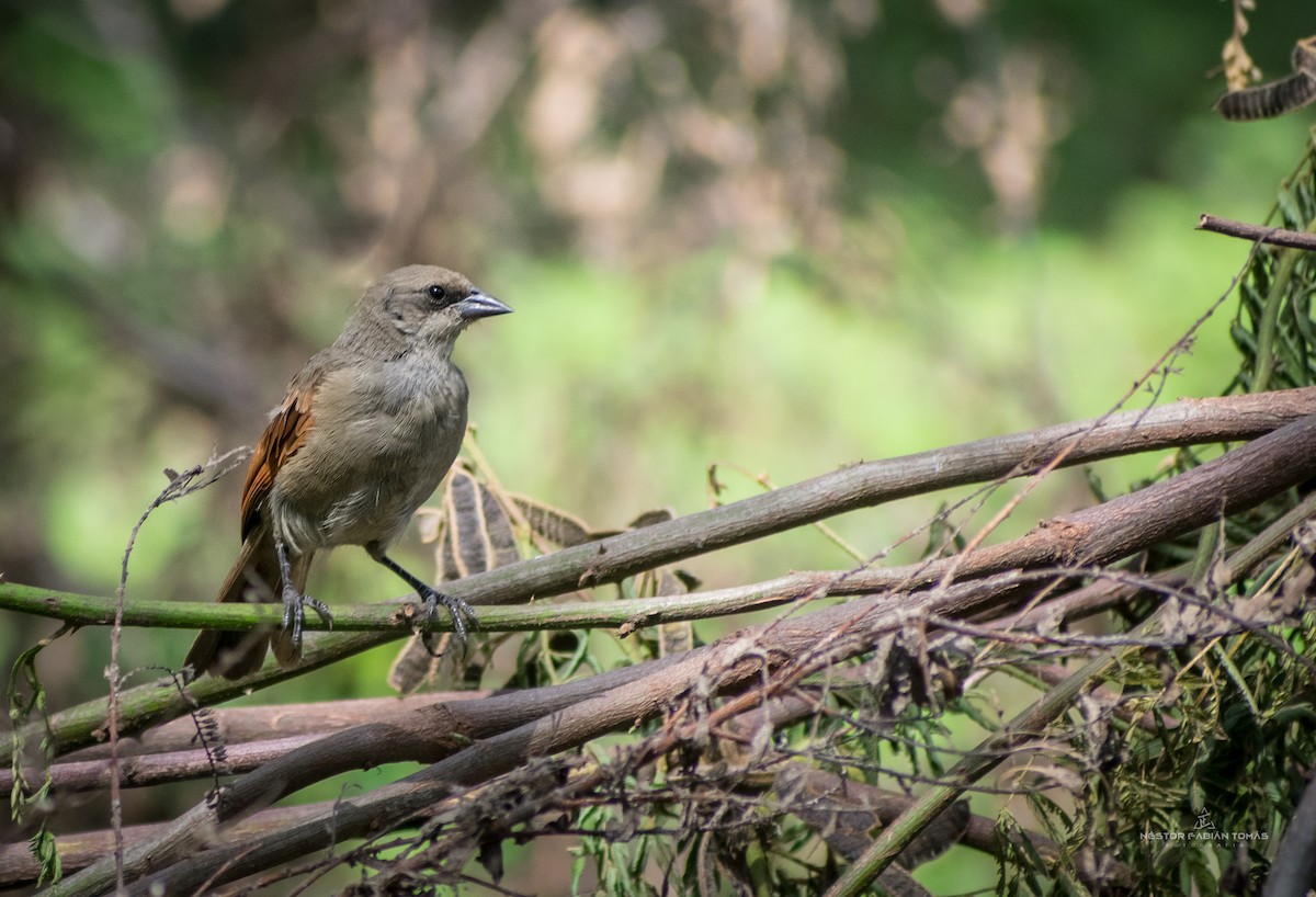 Grayish Baywing - ML365644041