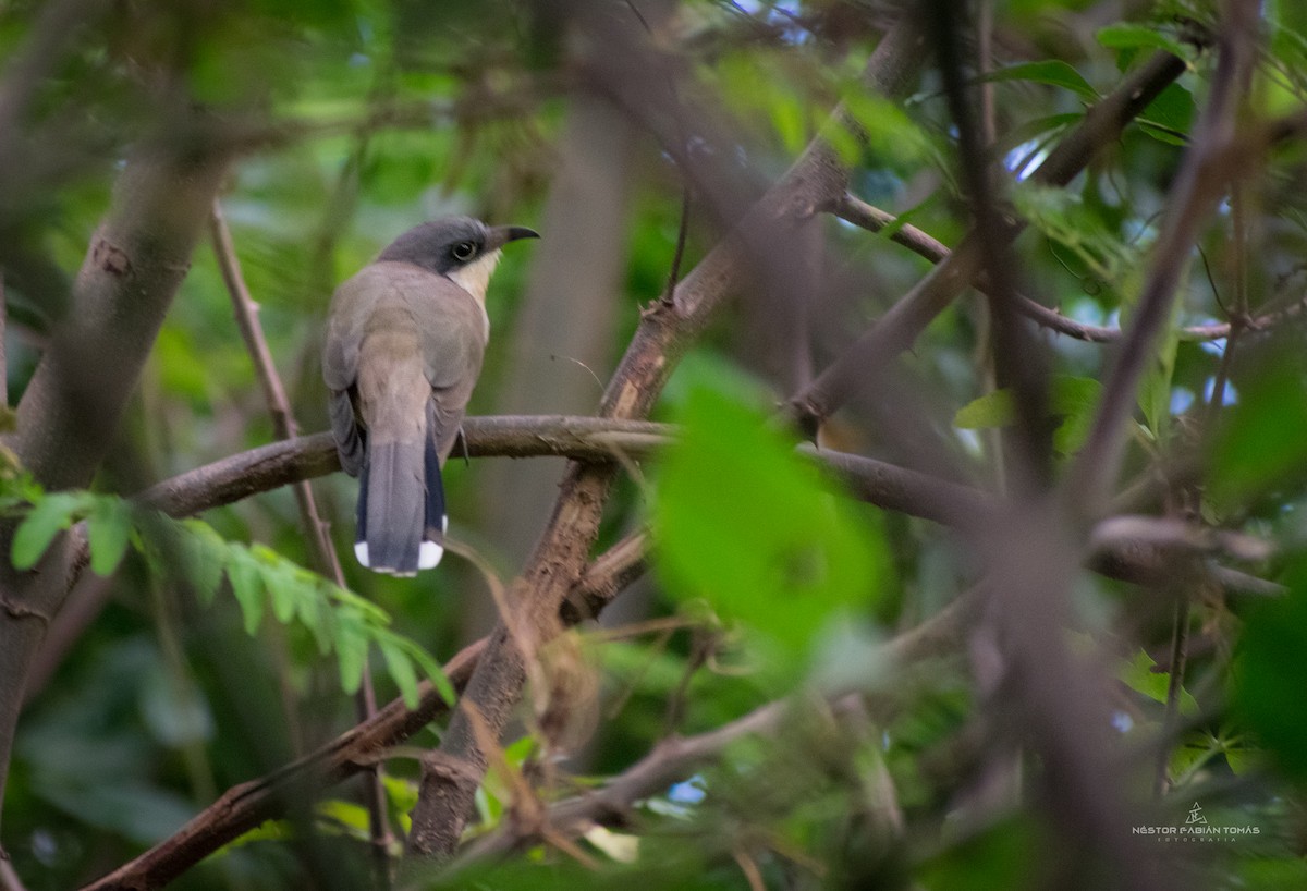 Dark-billed Cuckoo - ML365644051