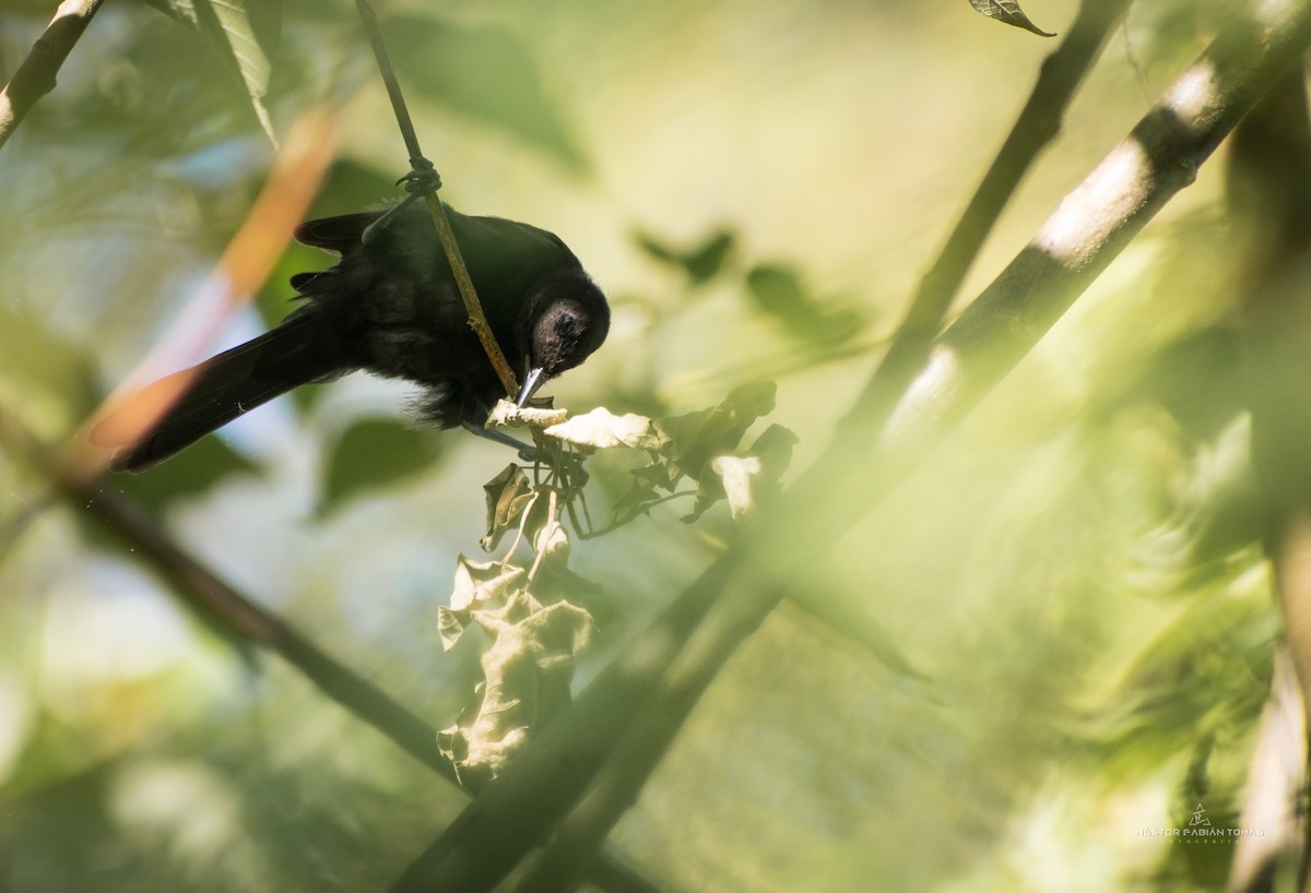 Variable Oriole - Néstor Fabián  Tomás