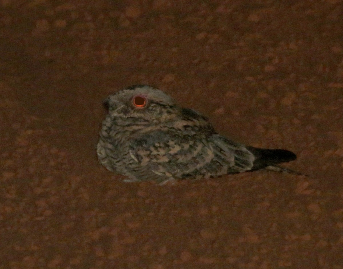 Spotted Nightjar - Peter Taylor (ex Birding SW)