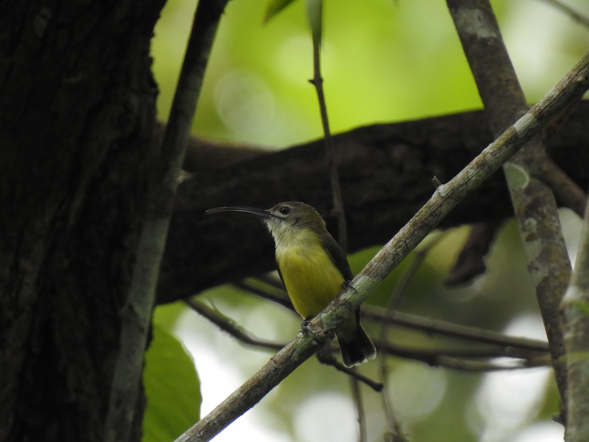 Little Spiderhunter - KARTHIKEYAN R