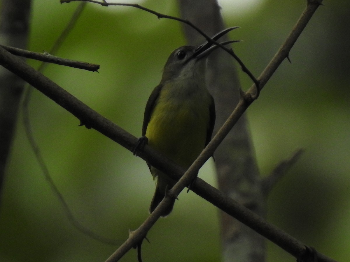 Little Spiderhunter - KARTHIKEYAN R