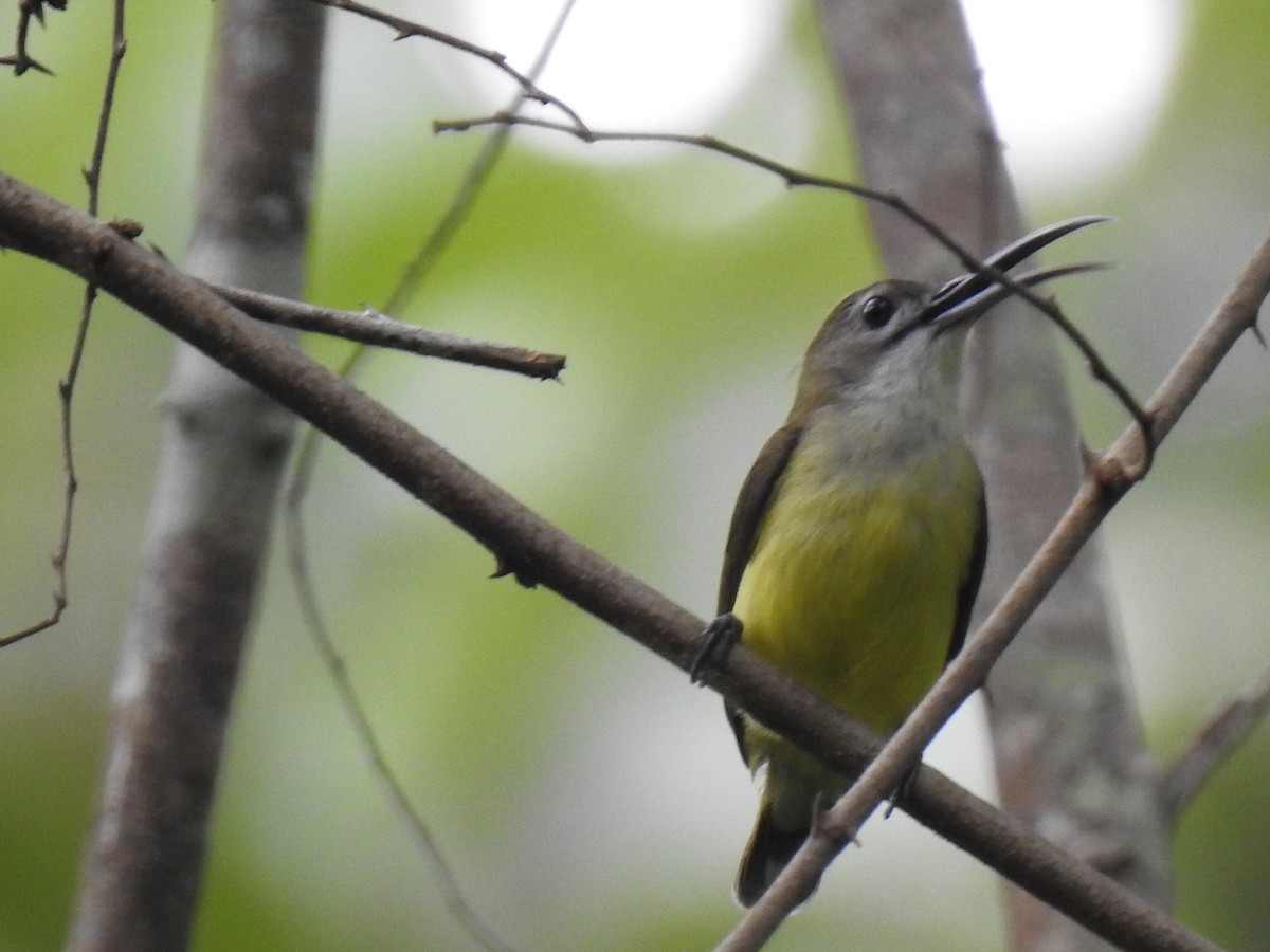 Little Spiderhunter - KARTHIKEYAN R