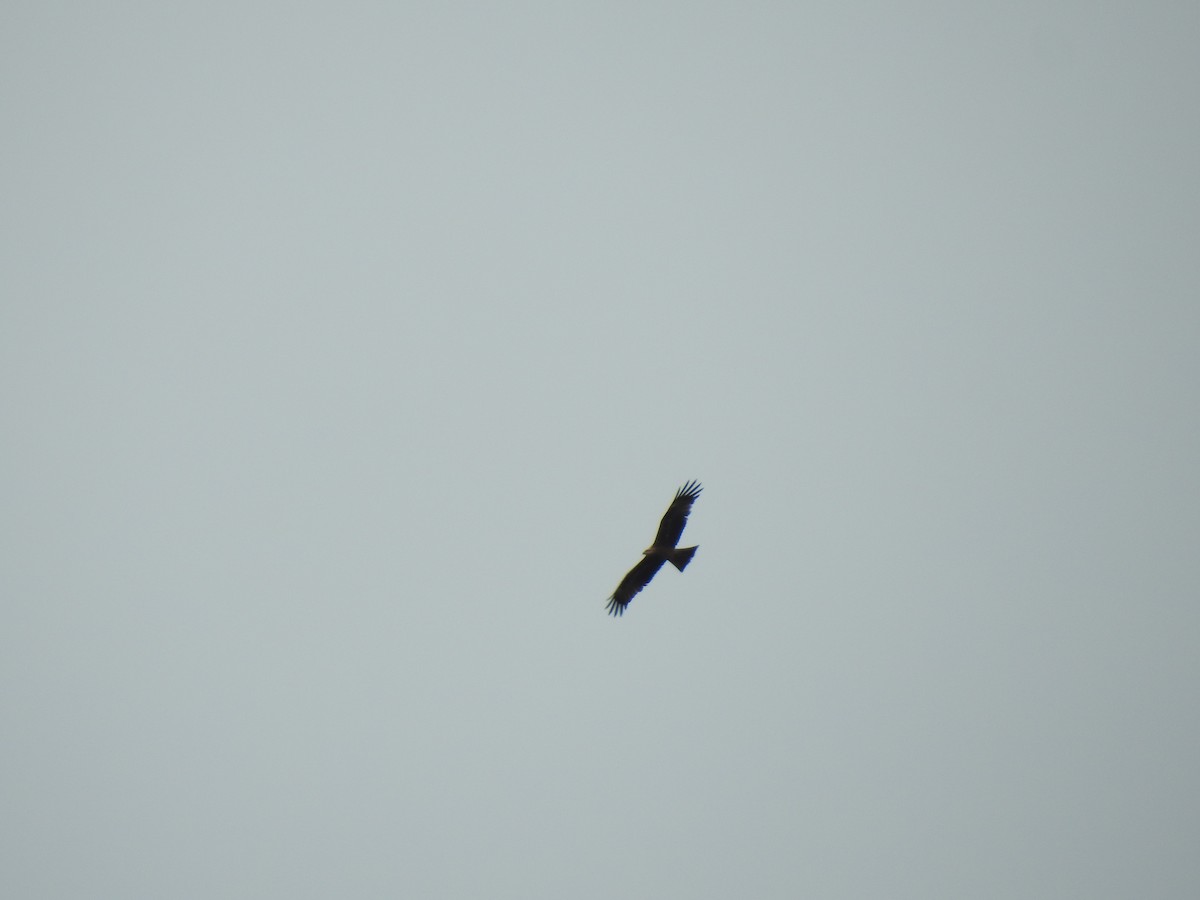 Black Kite - ML365645501
