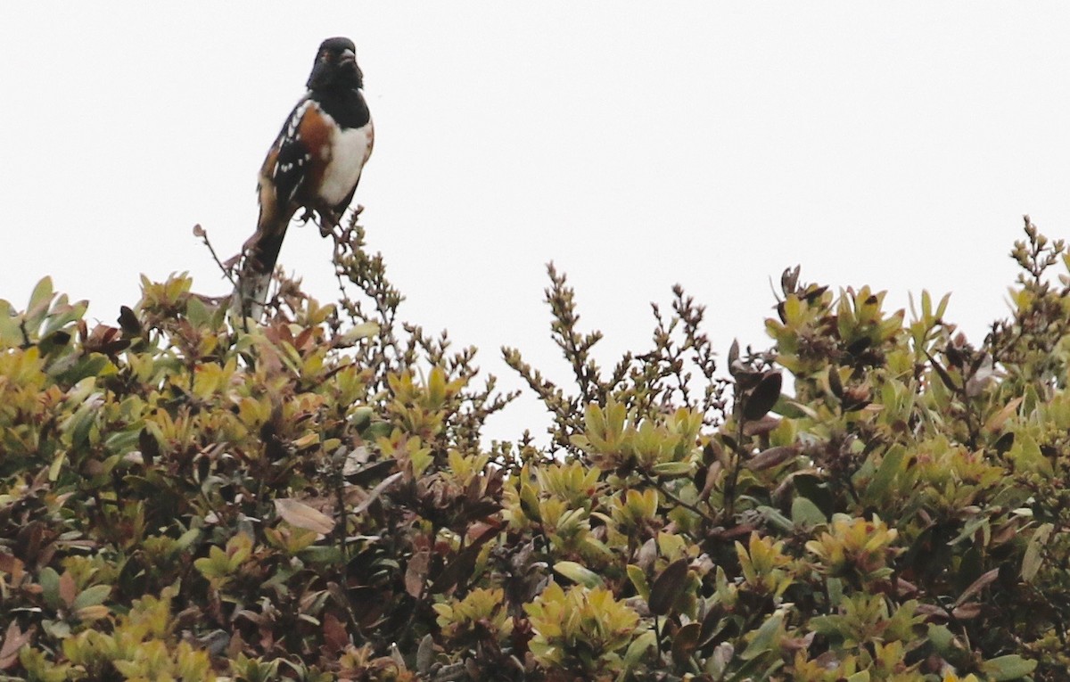 Spotted Towhee - ML365645751