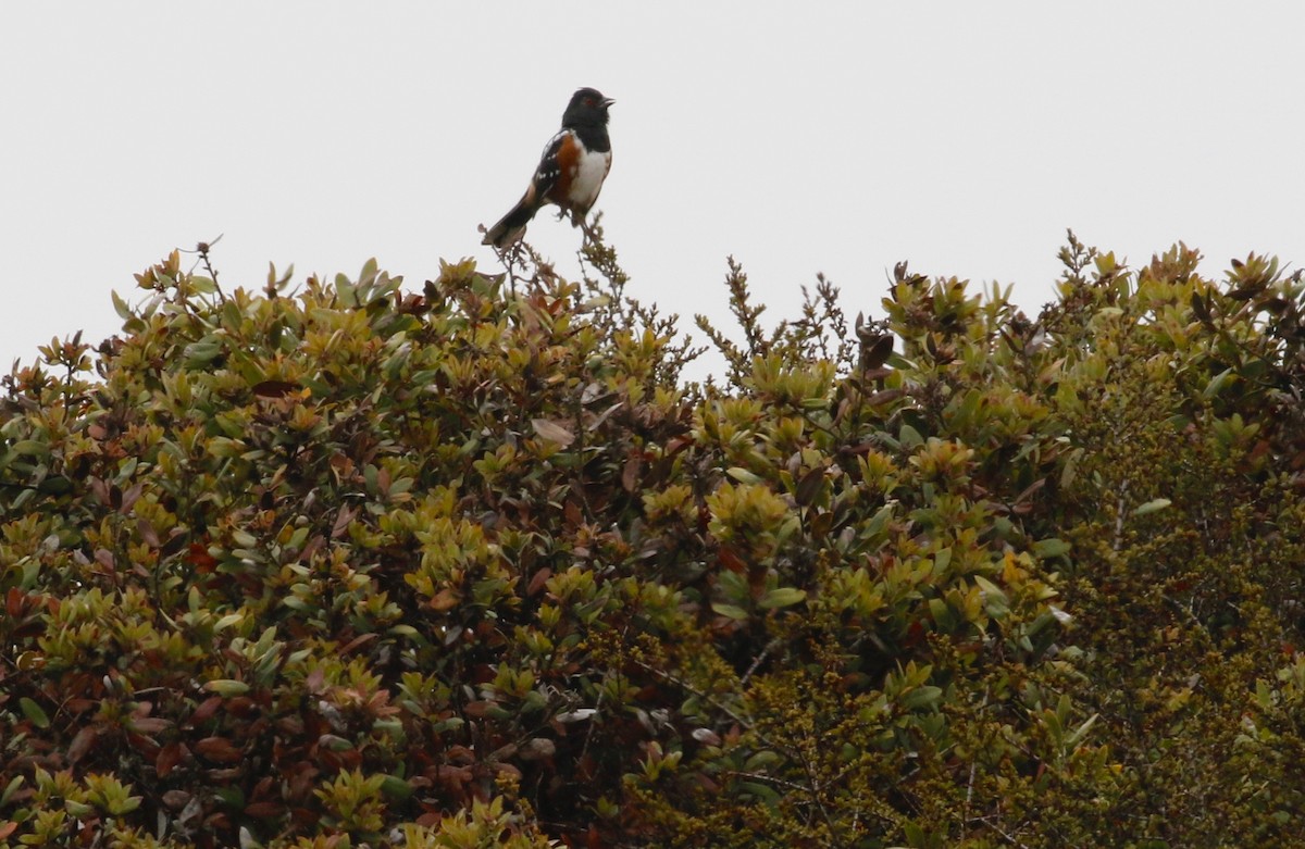 Spotted Towhee - ML365645791