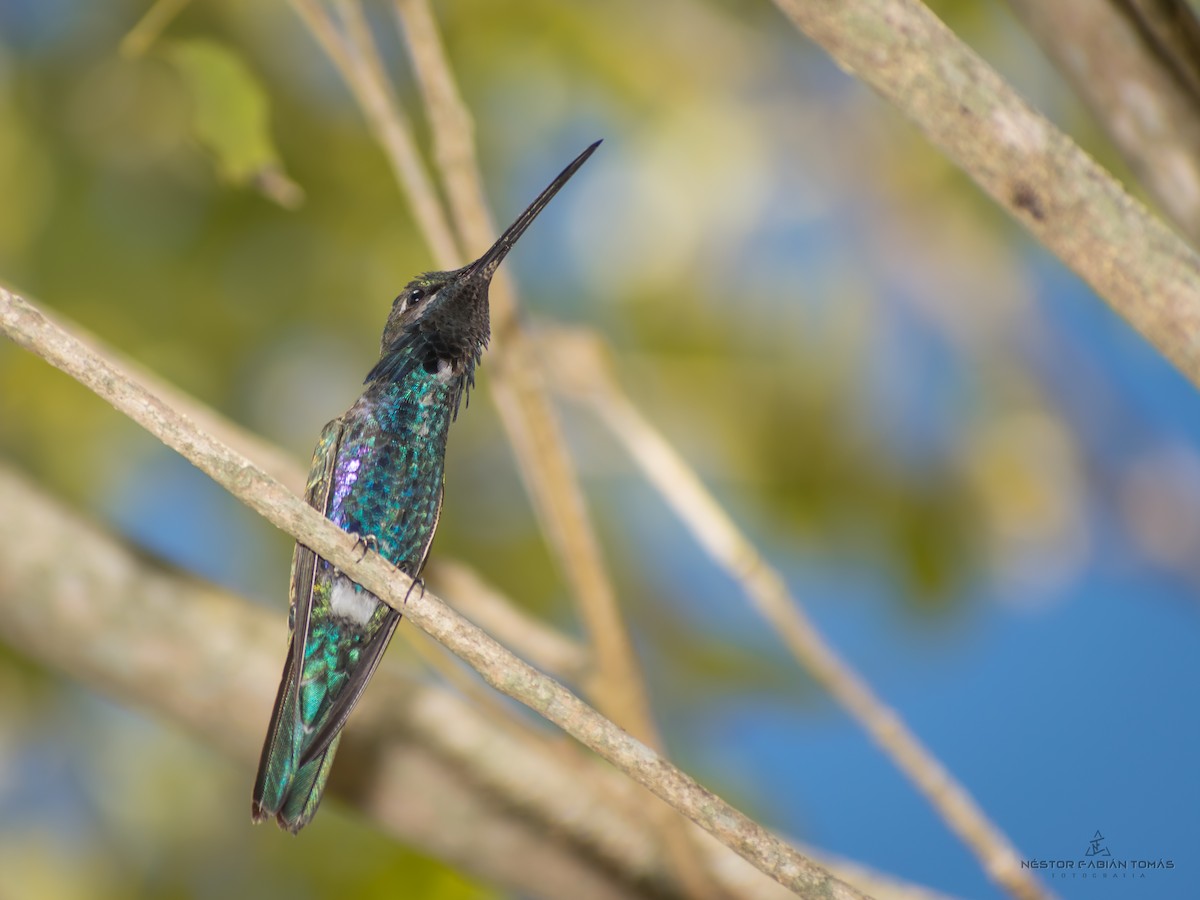 kolibřík cerradový - ML365645951
