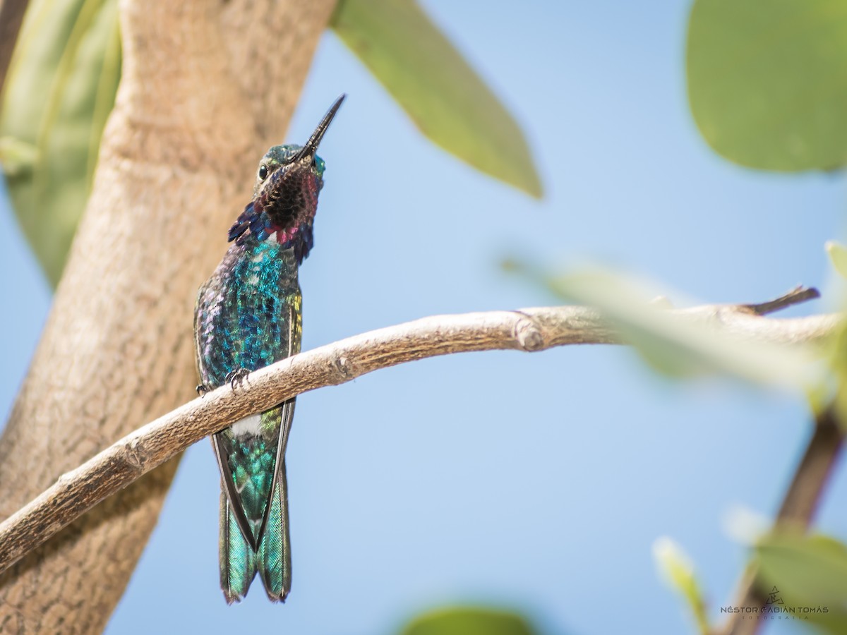 kolibřík cerradový - ML365645971