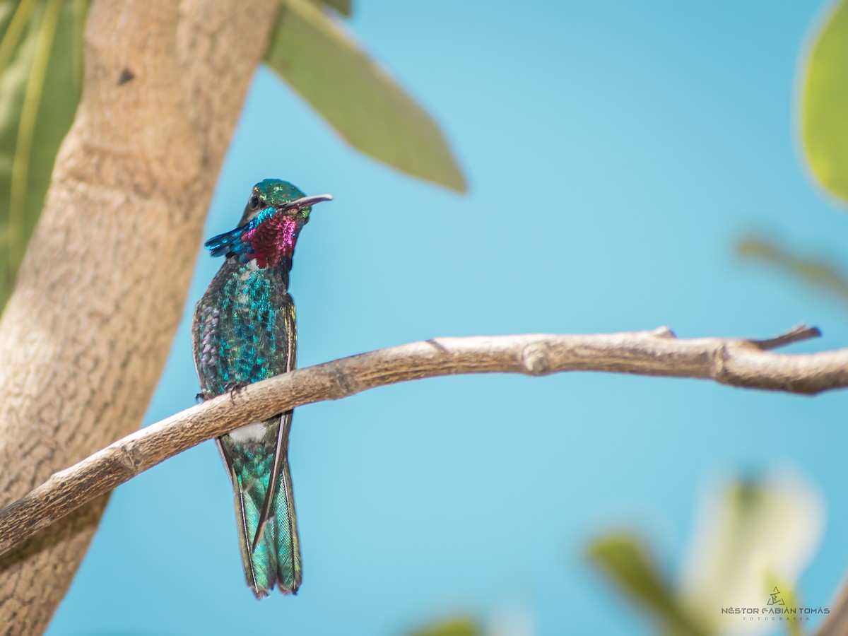 Blue-tufted Starthroat - Néstor Fabián  Tomás