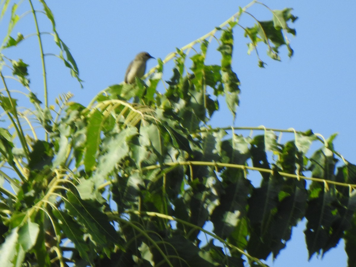 Nilgiri Flowerpecker - KARTHIKEYAN R