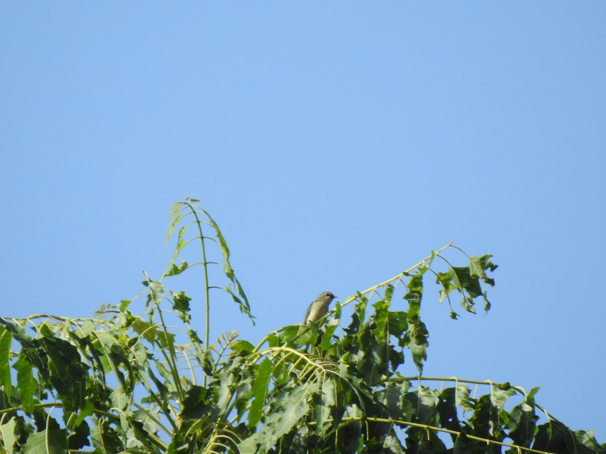 Nilgiri Flowerpecker - ML365648791