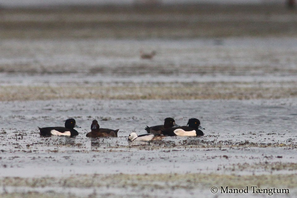 Tufted Duck - ML365649081