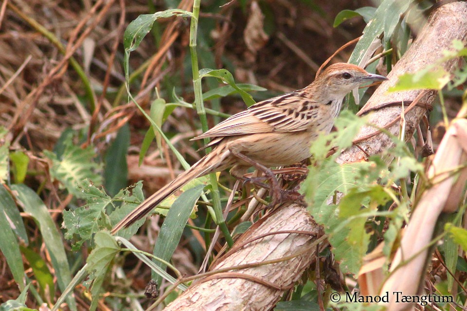 Striated Grassbird - ML365649321