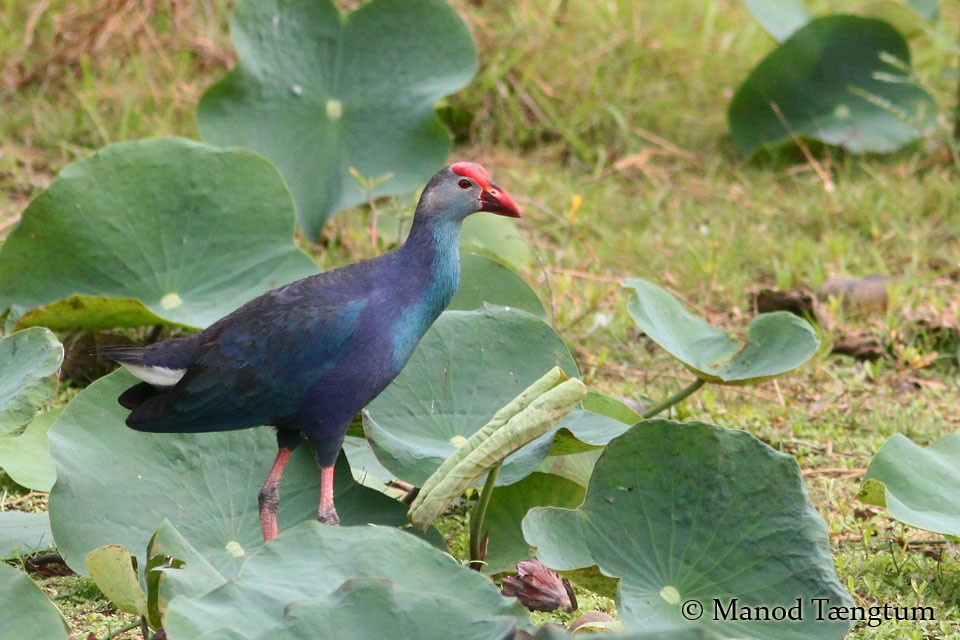 Gray-headed Swamphen - Manod Taengtum