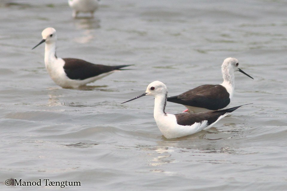 Black-winged Stilt - Manod Taengtum