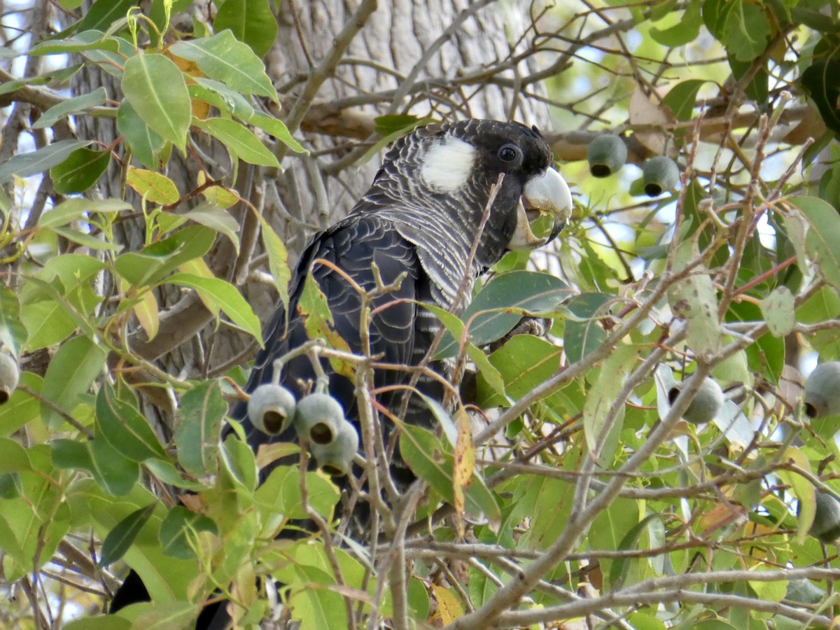 Baudin's Black-Cockatoo - ML365649601