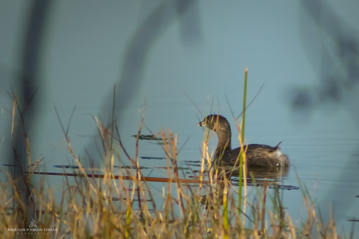 Pied-billed Grebe - Néstor Fabián  Tomás