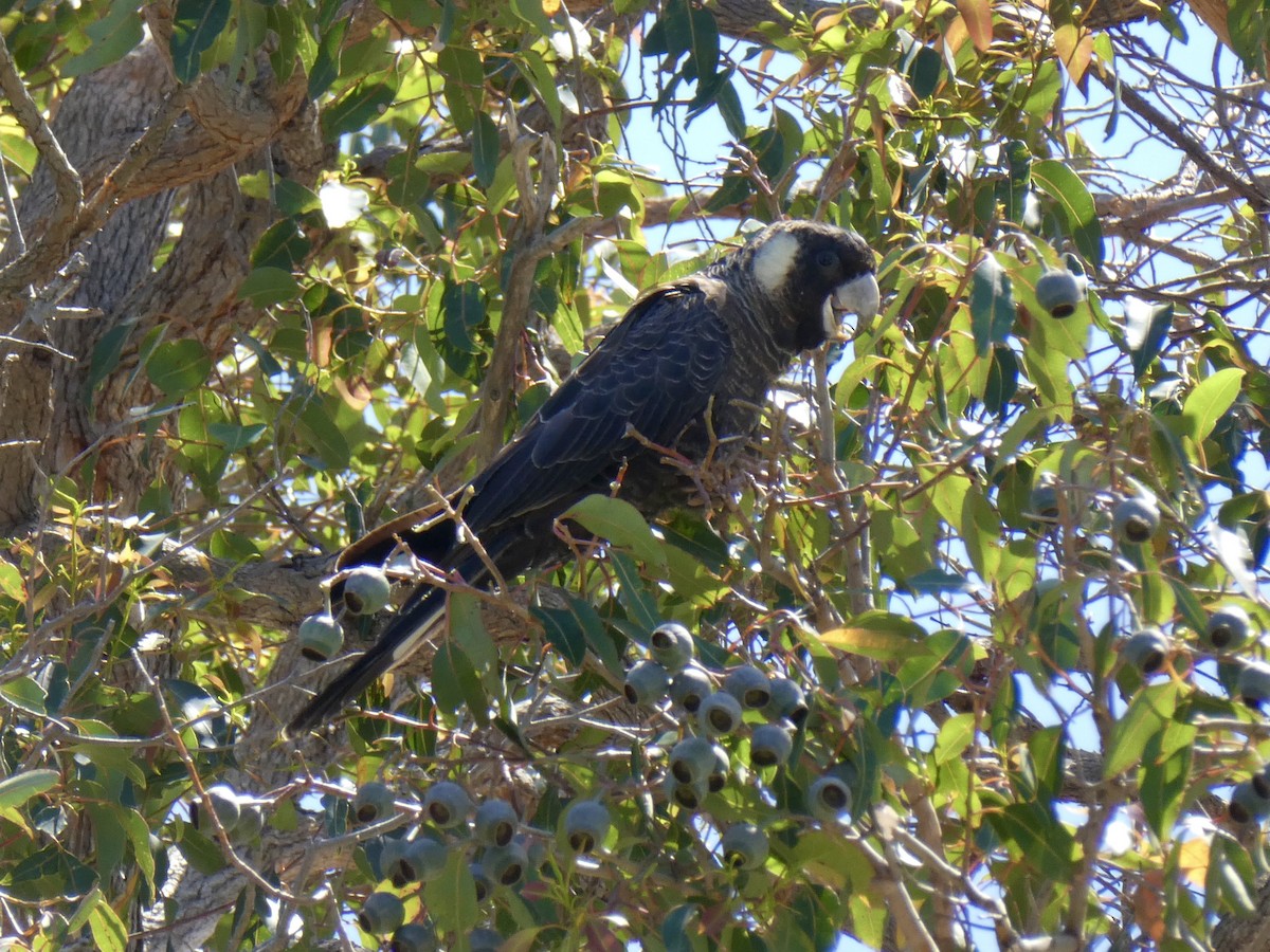 Cacatúa Fúnebre Piquilarga - ML365650031