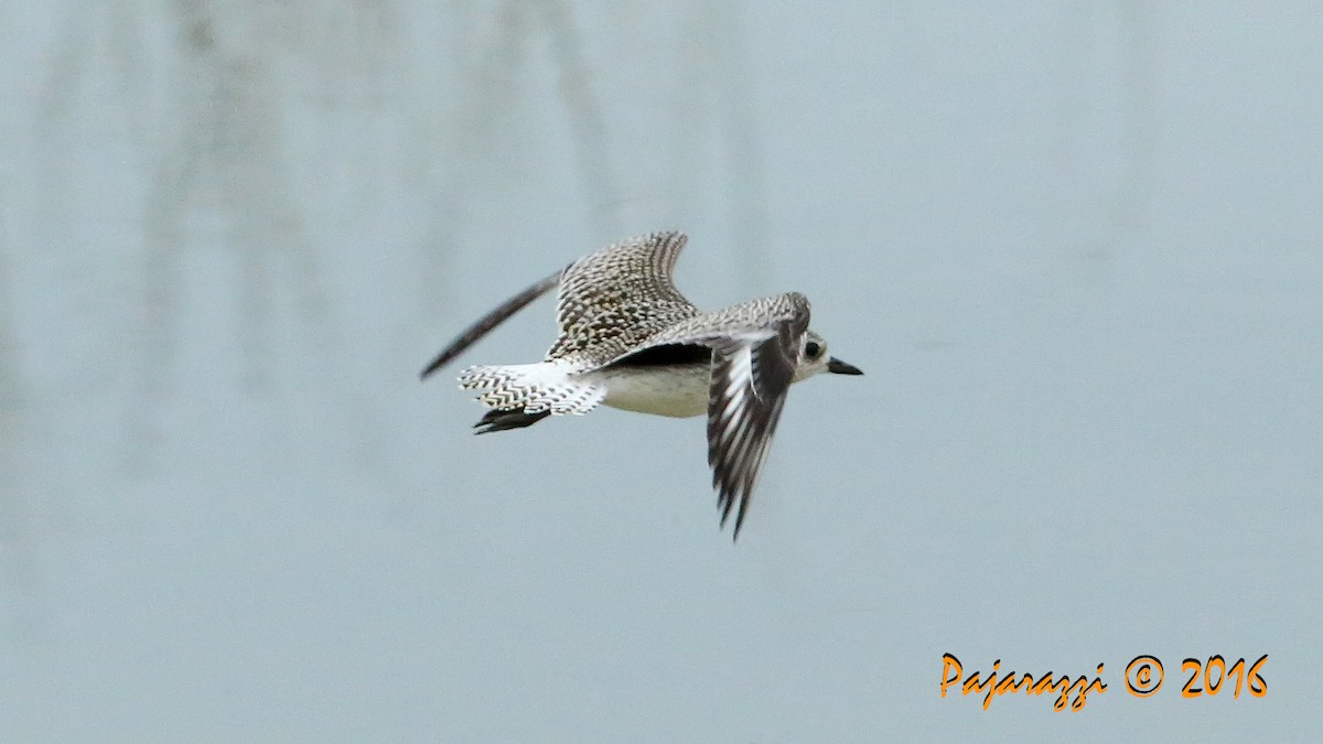 Black-bellied Plover - ML36565021