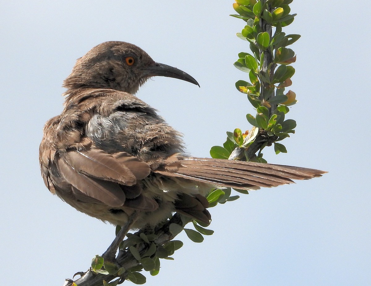 Curve-billed Thrasher - Caley Thomas