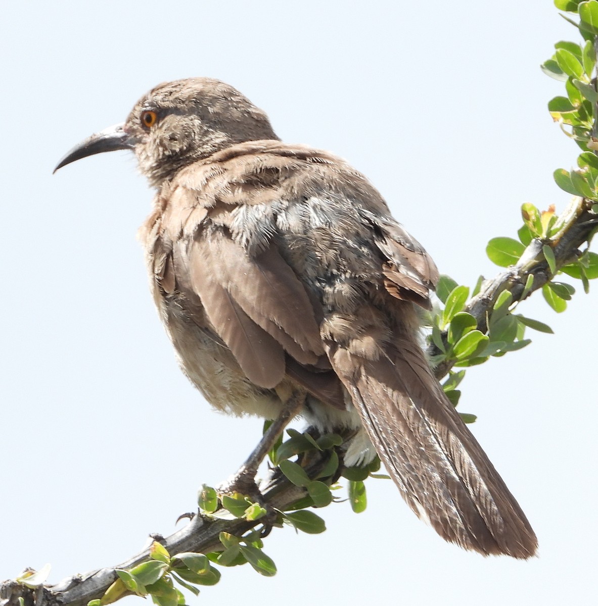 Curve-billed Thrasher - Caley Thomas