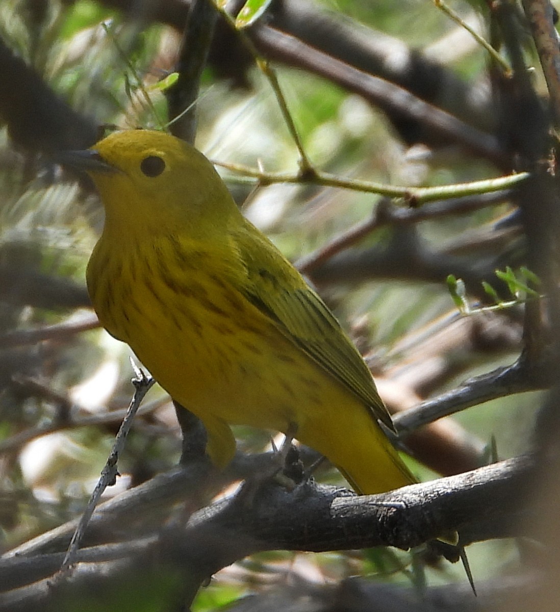 Yellow Warbler - ML365652211