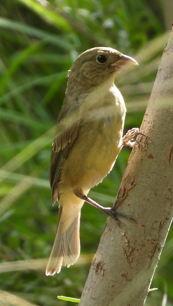 Painted Bunting - Caley Thomas