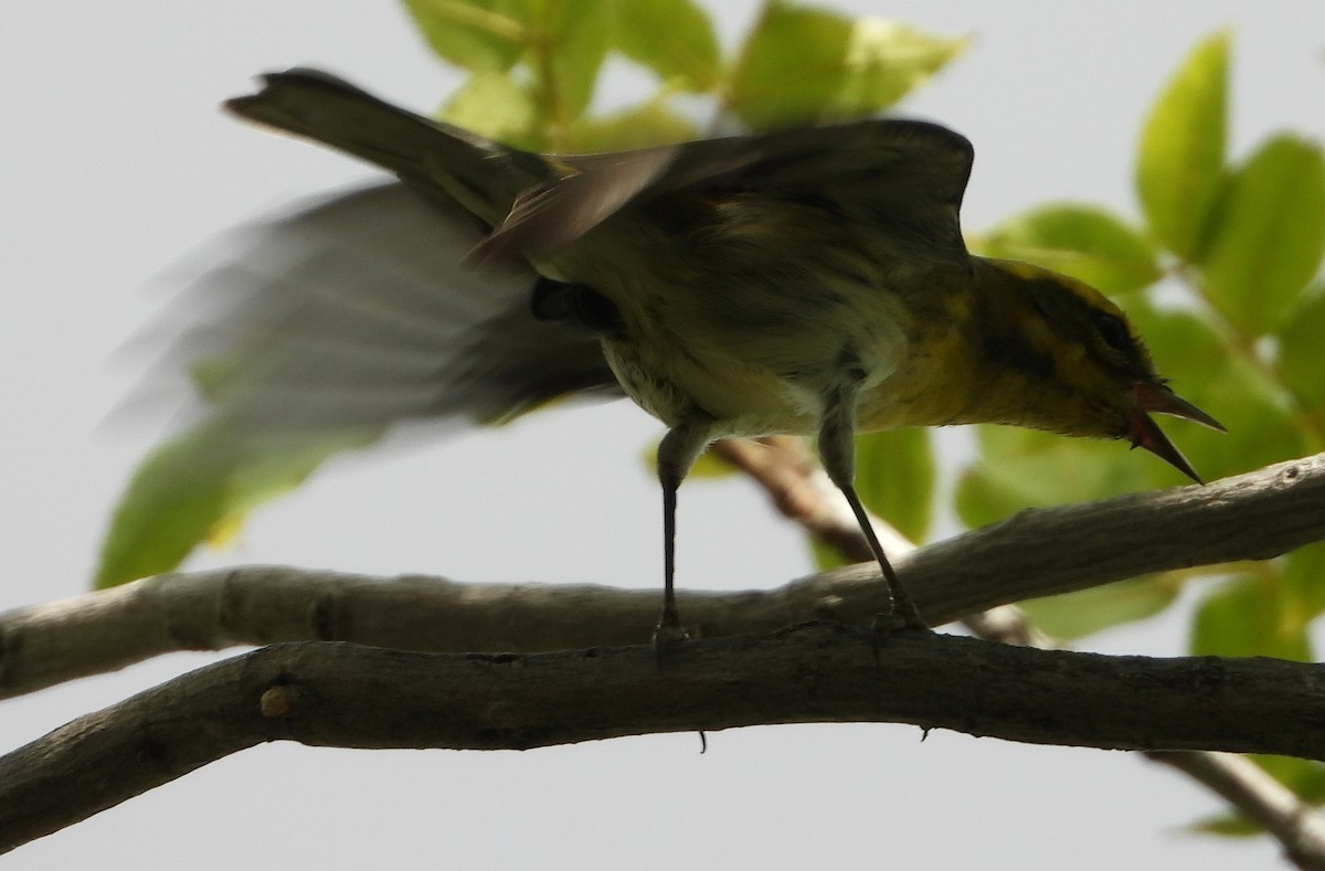 Townsend's Warbler - ML365652301